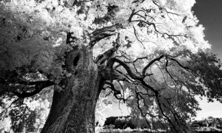 Exposition "Murmures et promesses de la forêt " à la Cité internationale de la langue française de Villers-Cotterêts