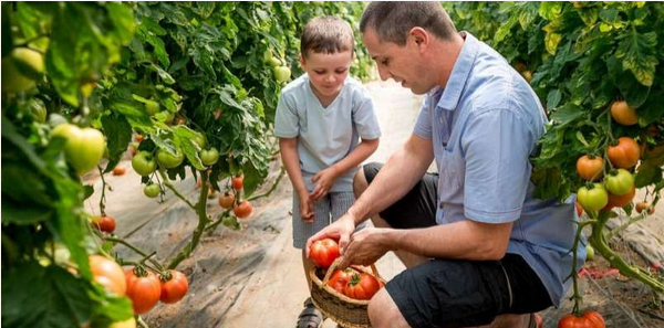 Cueillette de Muizon / cueillir ses fruits et légumes maraîchers en plein champ