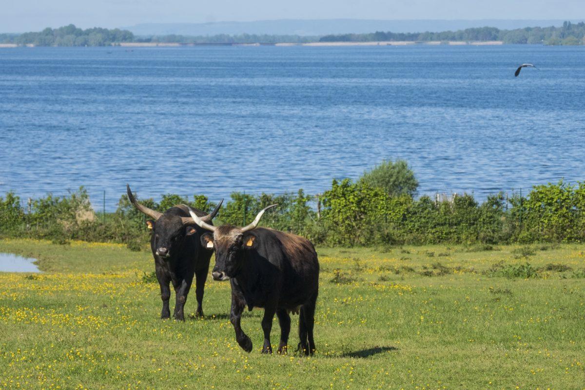 Espace Faune de la Forêt d'Orient - réserve animaliere à Mesnil-Saint-Père 
