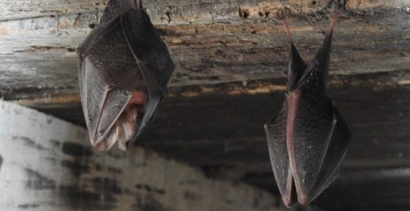 À la découverte des Dames de la nuit au Château de La Motte-Tilly