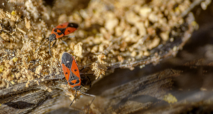 Sortie nature à Laon : « Insectes & Cie : une diversité insoupçonnée »