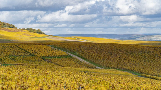 Boucle vélo entre forêts et coteaux en famille à Blancs-Côteaux