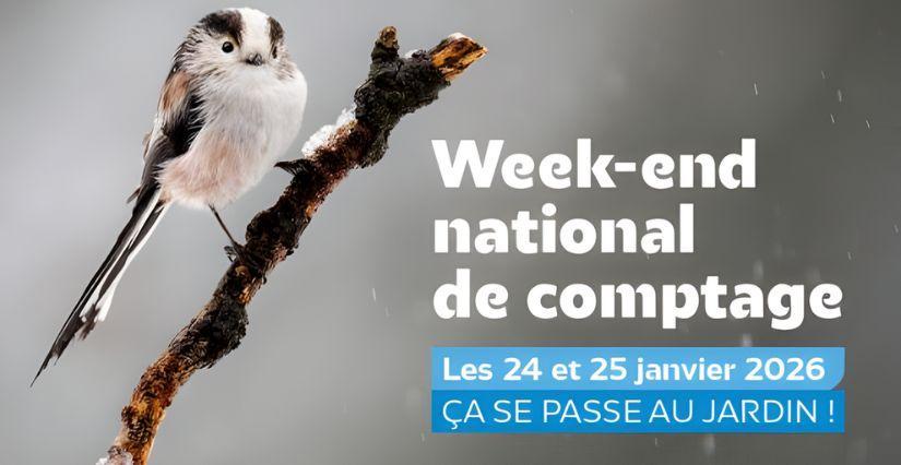 Opération de comptage des oiseaux des jardin avec les enfants 