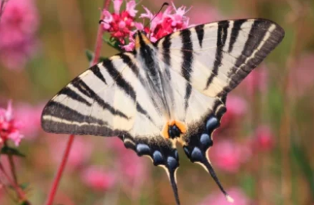 Les insectes volants - atelier au Château de La Motte-Tilly