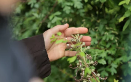 Balade botanique des jardins du château - visite commentée au Château de La Motte-Tilly