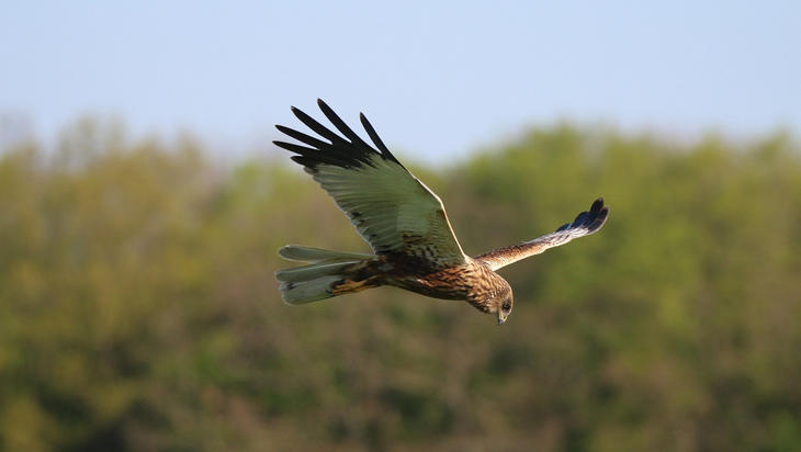 Sortie nature : » Les oiseaux de la tourbière » à Vesles-et-Caumont (02)