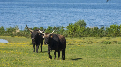 Espace Faune de la Forêt d'Orient - réserve animaliere à Mesnil-Saint-Père