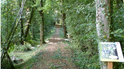 Arboretum et sentier forestier pédagogique - balade en famille à Blancs-Côteaux (Vertus)