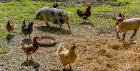 La Ferme d'Argile - Ferme pédagogique et faïencerie à Passavant-en-Argonne