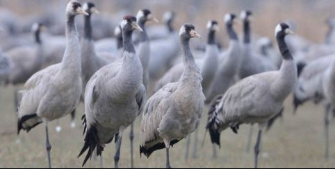 Ferme aux Grues à Saint-Remy-en-Bouzemont-Saint-Genest-et-Isson